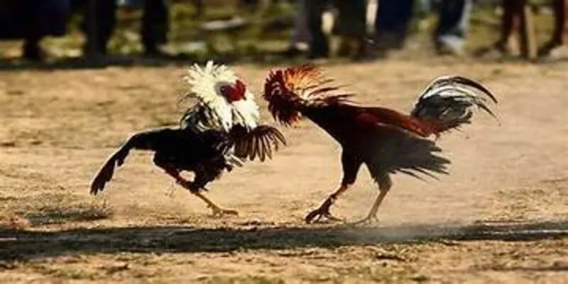 Đá gà Nohu90 nhiều trận đấu
