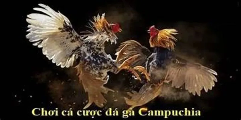 Đá gà Campuchia