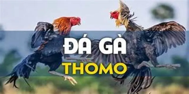 đá gà Thomo trực tiếp