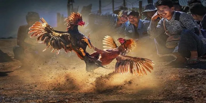 Lưu ý khi chơi đá gà Thomo trực tiếp