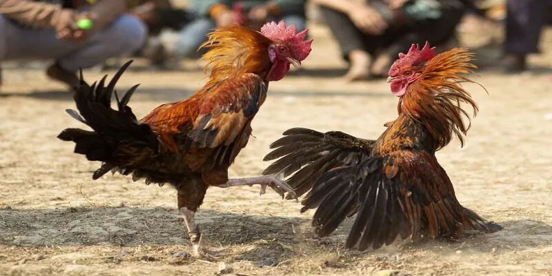 Ưu điểm của đá gà bồ